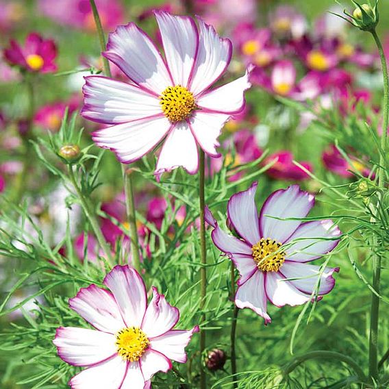 Cosmos 'Tip Top Picotee' - Seeds