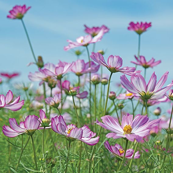 Cosmos 'Tip Top Picotee' - Seeds