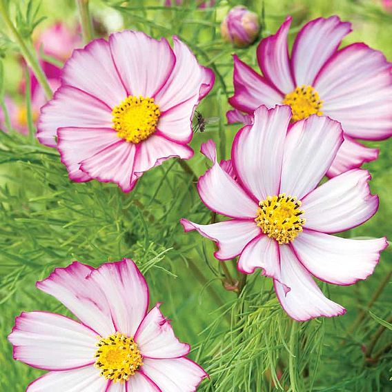 Cosmos 'Tip Top Picotee' - Seeds