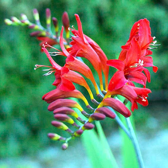 Crocosmia 'Lucifer'