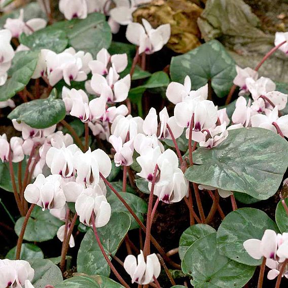 Cyclamen coum 'Album'