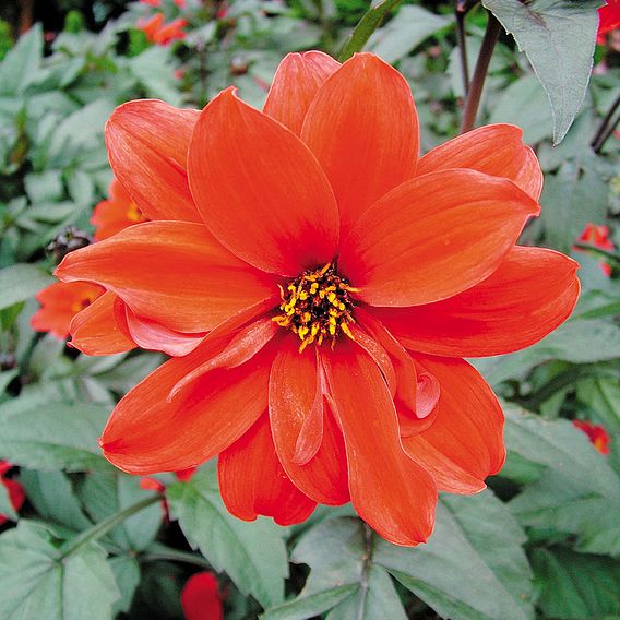 Dahlia 'Bishop of Llandaff'