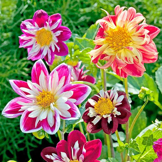 Dahlia Seeds - Yankee Doodle Dandy