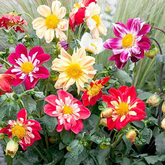 Dahlia Seeds - Yankee Doodle Dandy