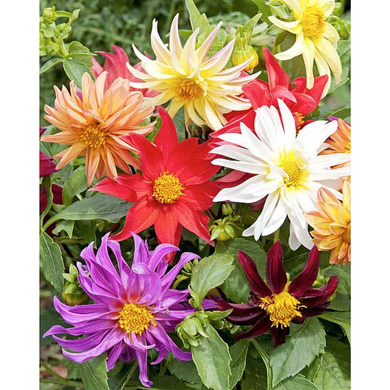 Dahlia 'Dwarf Cactus Mix' - Seeds