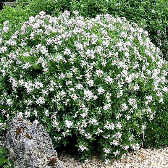 Daphne 'Eternal Fragrance'