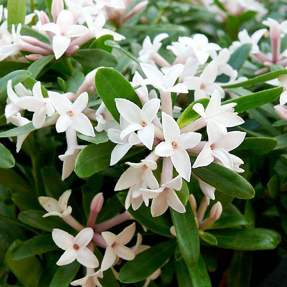 Daphne 'Eternal Fragrance'