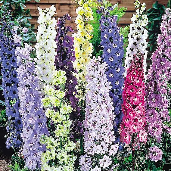 Delphinium 'Delight Mix' - Seeds