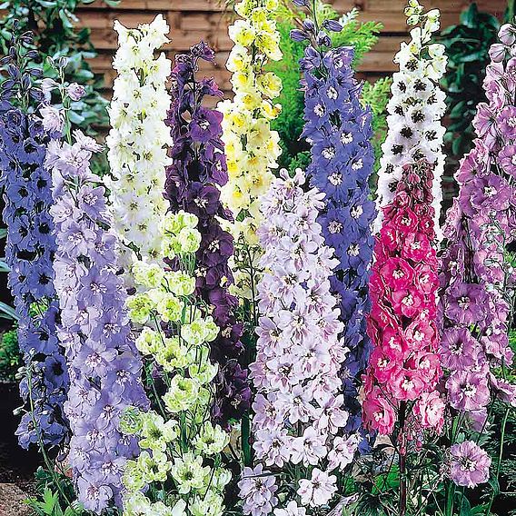 Delphinium Seeds - Delight Mix