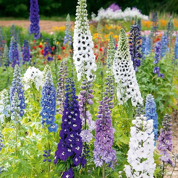 Delphinium 'Magic Fountains Mix' - Seeds