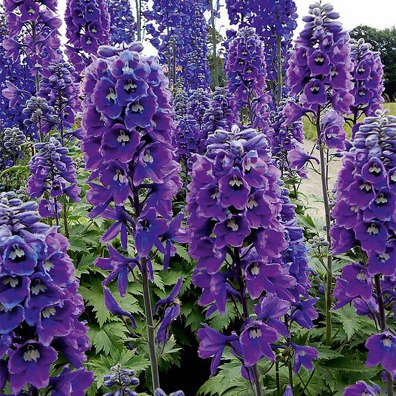 Delphinium Plant - Magic Fountains Dark Blue White Bee