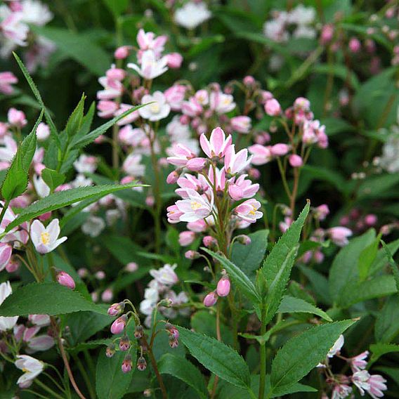 Deutzia × rosea 'Yuki Cherry Blossom'