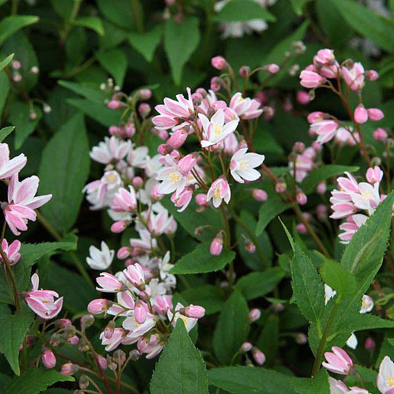 Deutzia × rosea 'Yuki Cherry Blossom'