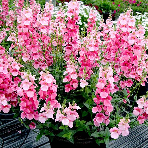 Diascia Plants - Pink Bicolour
