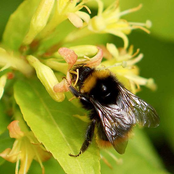 Diervilla rivularis Plant - Honeybee