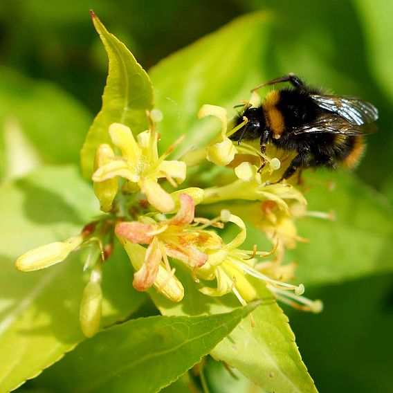 Diervilla rivularis Plant - Honeybee