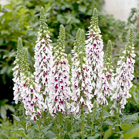 Digitalis Seeds - Pam's Split