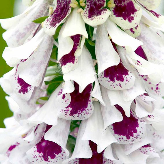 Digitalis 'Pam's Split' - Seeds