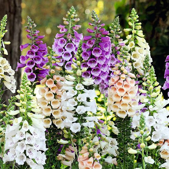 Foxglove 'Dalmatian Mixed'