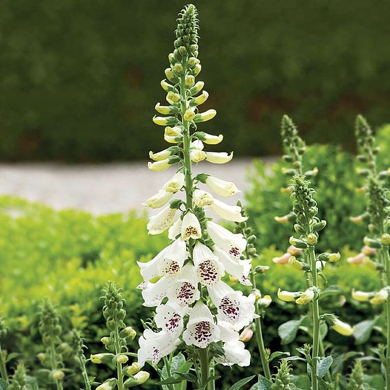 Foxglove 'Dalmation White'