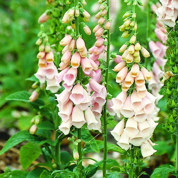Digitalis 'Suttons Apricot' - Seeds
