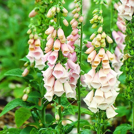 Digitalis Seeds - Suttons Apricot