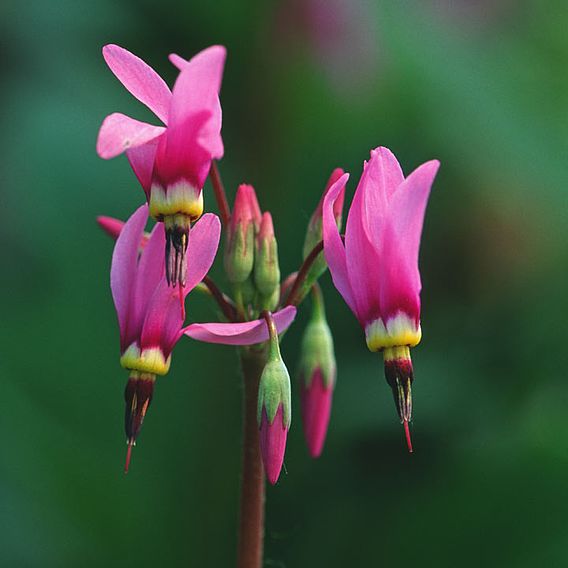 Dodecathon 'Shooting Star Mix' - Seeds