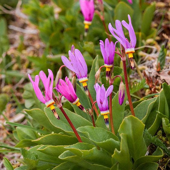 Dodecathon Seeds - Shooting Star Mix