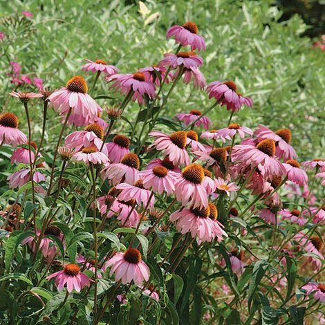 Echinacea purpurea 'Magnus' - Seeds