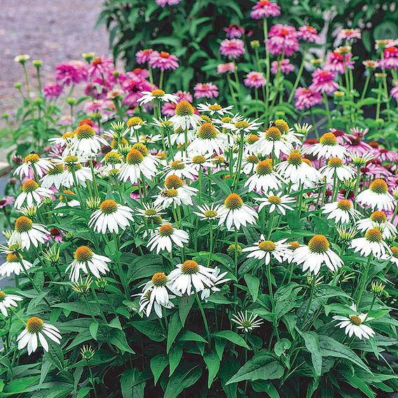 Echinacea 'Sundress' - Seeds