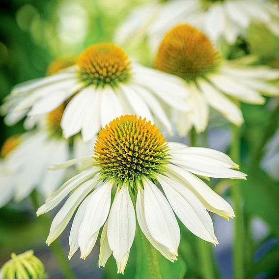 Echinacea 'Sundress' - Seeds