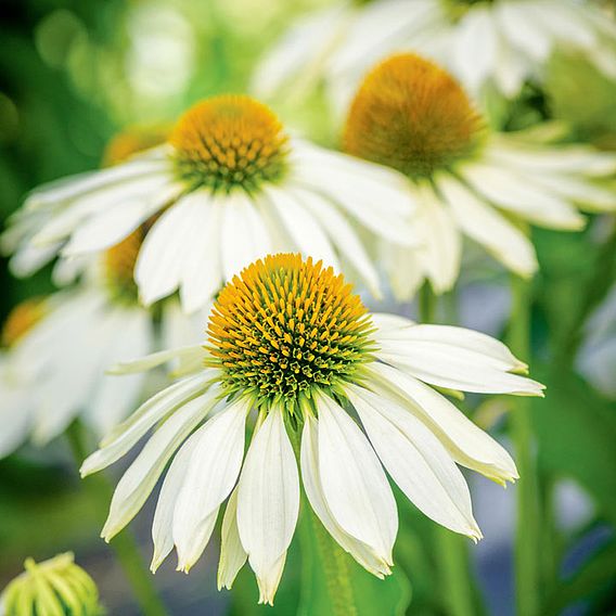 Echinacea Seeds - Sundress