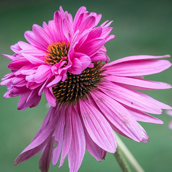 Echinacea Seeds - Doubledecker