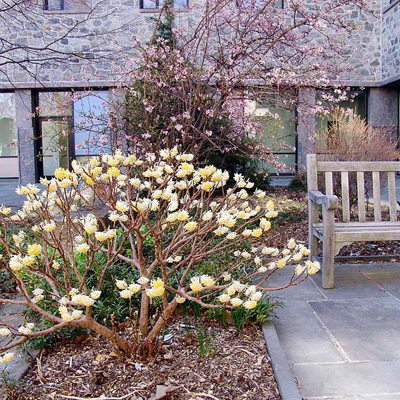 Edgeworthia chrysantha