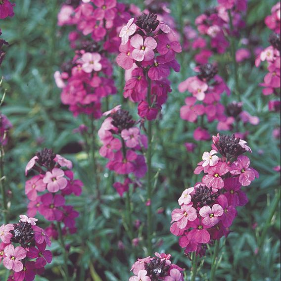 Wallflower 'Bowles's Mauve'