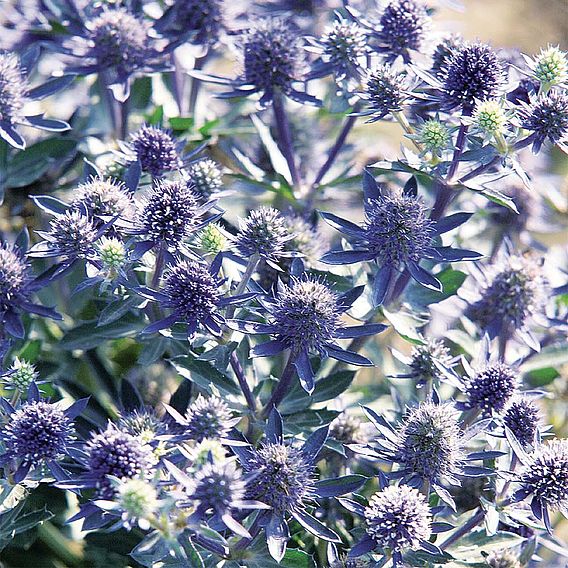 Eryngium planum 'Blue Hobbit'