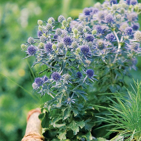 Eryngium planum 'Blue Hobbit'