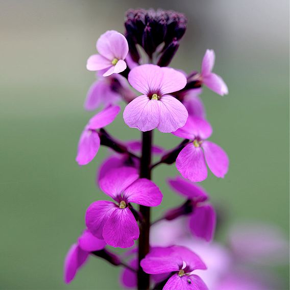 Erysimum 'Bowles Mauve'