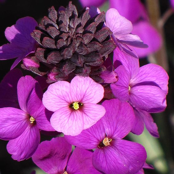 Wallflower 'Bowles's Mauve'