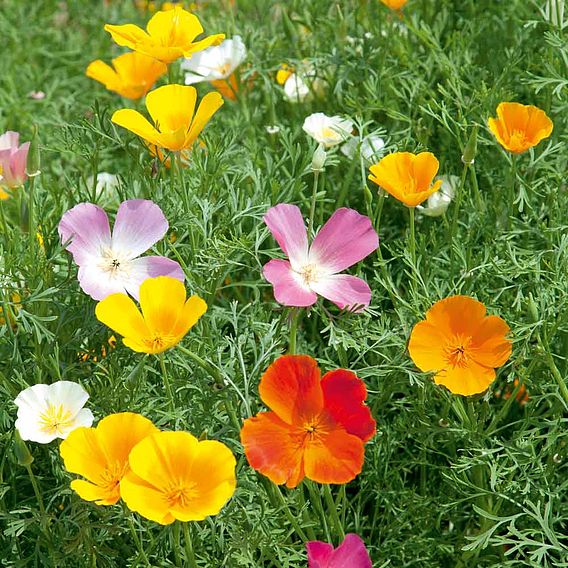 Poppy Californian Seeds - Vivid Mix