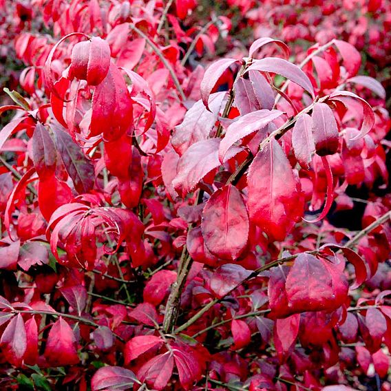 Euonymus alatus 'Compactus'