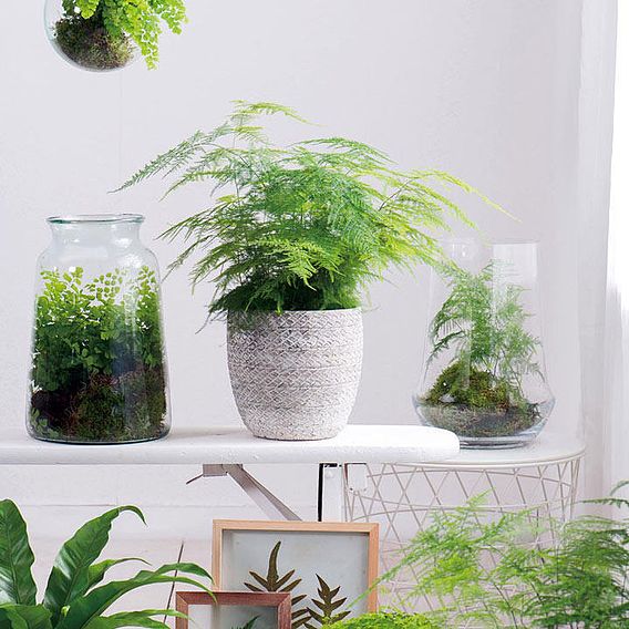 Asparagus Fern - Houseplant Seeds