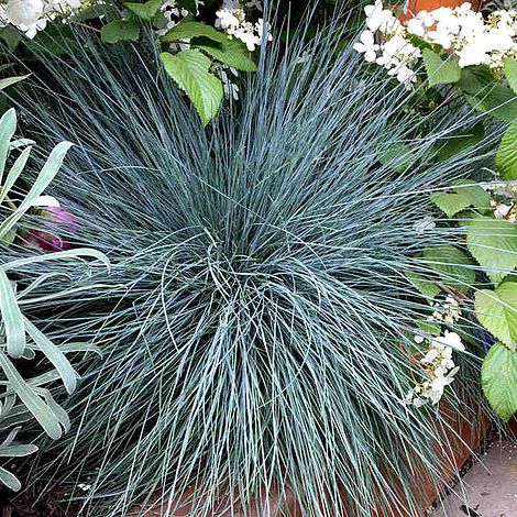 Prairie 'Blue Fescue' - Seeds