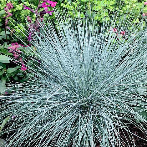 Prairie 'Blue Fescue' - Seeds
