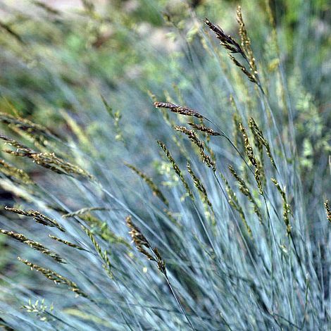 Prairie 'Blue Fescue' - Seeds