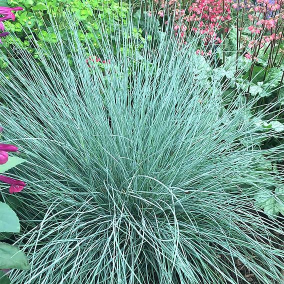 Festuca 'Intense Blue'