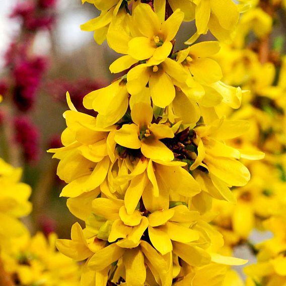 Forsythia x intermedia 'Mikador'