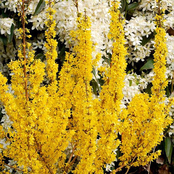 Forsythia x intermedia 'Mikador'