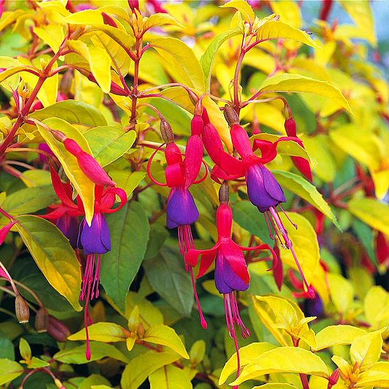 Fuchsia 'Genii' (Hardy)