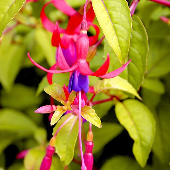 Fuchsia 'Genii' (Hardy)